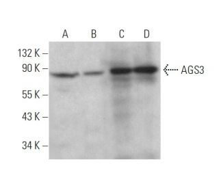 AGS3 Antibody (G-2) - Western Blotting - Image 359314 
