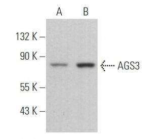 AGS3 Antibody (G-2) - Western Blotting - Image 364360The Double Nickase Plasmid features a U6 promoter for sgRNA expression, a 20 nt targeting sequence, and a gRNA scaffold to guide Cas9n. It includes a CBh promoter for Cas9n (D10A) and puromycin resistance, GFP for transfection verification, and nuclear localization signals (NLS). The 2A peptide allows co-expression of Cas9n and Puro from a single promoter, enabling precise genome editing with reduced off-target effects.