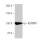 AGTPBP1 Antibody (LM-1A7) - Western Blotting - Image 64829 