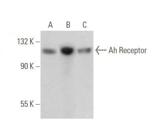 Ah Receptor Antibody (A-2) - Western Blotting - Image 352827 