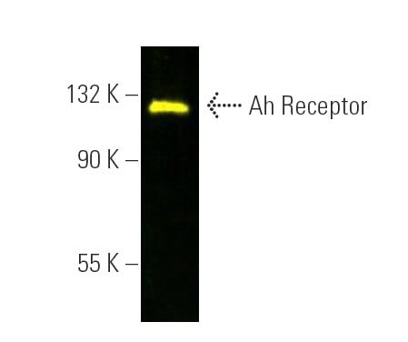 Ah Receptor Antibody A 3 SCBT Santa Cruz Biotechnology