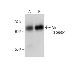 Ah Receptor Antibody (C-4) - Western Blotting - Image 309721 