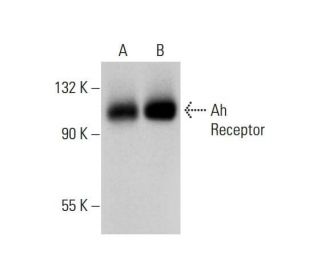 western blotting image from recommended Ah Receptor (A-3) monoclonal antibody replacement. Image 309720