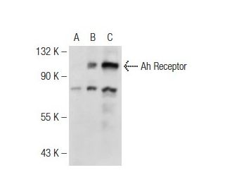 Ah Receptor Antibody (L-15) - Western Blotting - Image 126764 