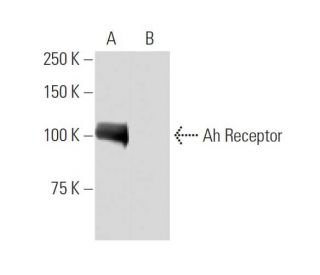 Ah Receptor Antibody (L-15) - Western Blotting - Image 34467