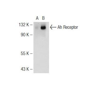 Ah Receptor Antibody (A-3) - Western Blotting - Image 126774
