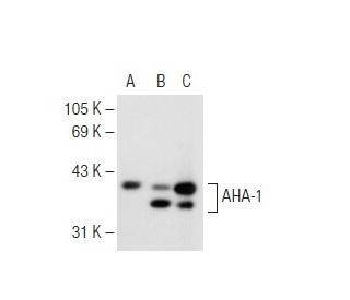 AHA-1 Antibody (C-12) - Western Blotting - Image 62340 