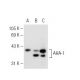 AHA-1 Antibody (C-12) - Western Blotting - Image 62340 