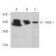 AHA-1 Antibody (C-12) - Western Blotting - Image 366009 