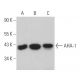 AHA-1 Antibody (C-12) - Western Blotting - Image 366010