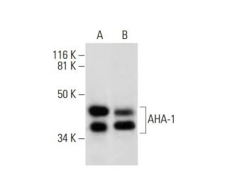 AHA-1 Antibody (E-1) - Western Blotting - Image 289972 