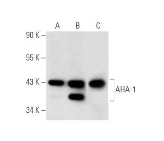 AHA-1 Antibody (F-7) - Western Blotting - Image 65914 