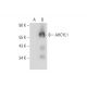 AHCYL1 Antibody (H-1) - Western Blotting - Image 323836