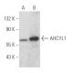 AHCYL1 Antibody (H-1) - Western Blotting - Image 366834 