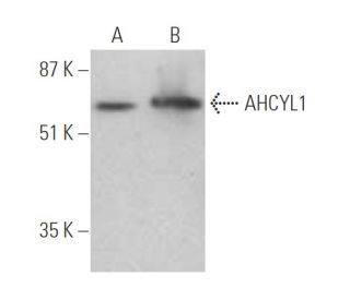 AHCYL1 Antibody (H-1) - Western Blotting - Image 394971 