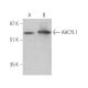 AHCYL1 Antibody (H-1) - Western Blotting - Image 394971 