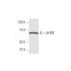 AHRR Antibody (5G11) - Western Blotting - Image 347618 