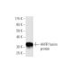 AHRR Antibody (5G11) - Western Blotting - Image 350249