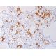 AHSP Antibody (D-12) - Immunohistochemistry - Image 411710