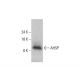 AHSP Antibody (D-12) - Western Blotting - Image 348584 