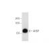 AHSP Antibody (G-5) - Western Blotting - Image 344463