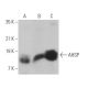 AHSP Antibody (G-5) - Western Blotting - Image 373565 