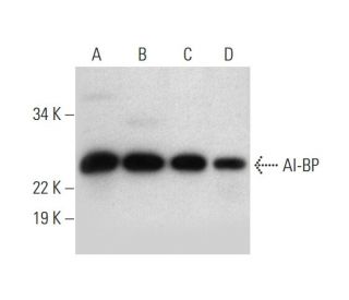 AI-BP Antibody (D-3) - Western Blotting - Image 296292 