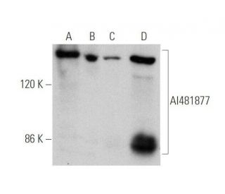 AI481877 Antibody (G-4) - Western Blotting - Image 349099
