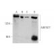 AI481877 Antibody (G-4) - Western Blotting - Image 349099