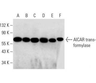 AICAR transformylase Antibody (F38 P7 H9) - Western Blotting - Image 318213 