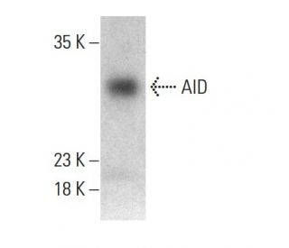 western blotting image from recommended AID (ZA001) monoclonal antibody replacement. Image 385199