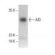 western blotting image from recommended AID (ZA001) monoclonal antibody replacement. Image 385199