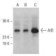 western blotting image from recommended AID (H-3) monoclonal antibody replacement. Image 399463
