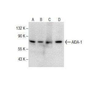 AIDA-1 Antibody (C-10) - Western Blotting - Image 157531 