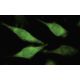 AIDA Antibody (7F6) - Immunofluorescence - Image 35477