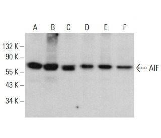 AIF Antibody (B-9) - Western Blotting - Image 379690 