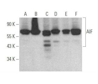 western blotting image from recommended AIF (E-1) monoclonal antibody replacement. Image 352401