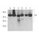 western blotting image from recommended AIF (E-1) monoclonal antibody replacement. Image 352401