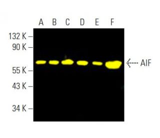 AIF Antibody (E-1) - Western Blotting - Image 396457