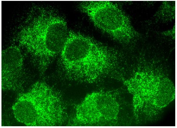 AIFL Antibody (A-9) | SCBT - Santa Cruz Biotechnology