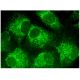 AIFL Antibody (A-9) - Immunofluorescence - Image 295351 