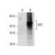 AIFL Antibody (A-9) - Western Blotting - Image 156436
