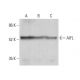 AIFL Antibody (A-9) - Western Blotting - Image 383122 