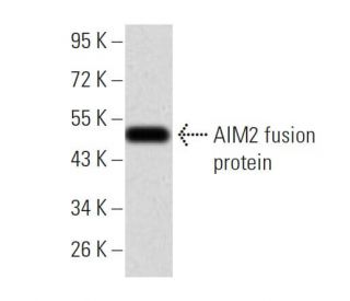 AIM2 Antibody (3C4G11) - Western Blotting - Image 358348 