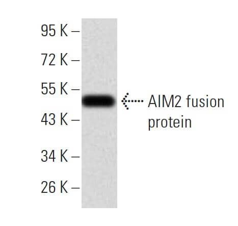 mi様ブラック2 AIM2 Antibody (3C4G11) | SCBT - Santa Cruz Biotechnology