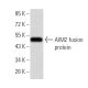 AIM2 Antibody (3C4G11) - Western Blotting - Image 358348 