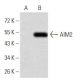 AIM2 Antibody (3C4G11) - Western Blotting - Image 358349