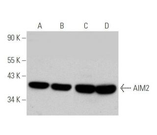 Anticorps AIM2 B 8 SCBT Santa Cruz Biotechnology