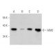 AIM2 Antibody (F-11) - Western Blotting - Image 356310 