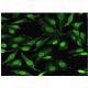 Aiolos Antibody (3H5-G7) - Immunofluorescence - Image 351769 
